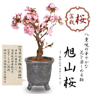 ~́FRij*Myč֊ې[ˍy2025NtJԏIzytpł͂zA a Ԍ a j v[gɂbonsai