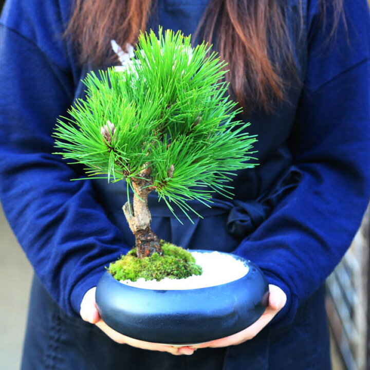 楽天市場】選べる盆栽 ：黒松（モダン陶器鉢)*苔と砂付き くろまつ 