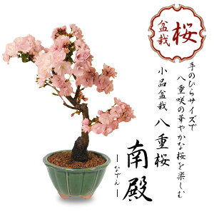 ~́Fd*Y݂ǂ։Ԕy2026NtJԁzyyΉzy~́zbonsai