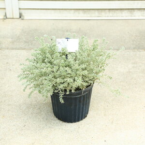 ؁@A؁@cFEGXgMA@X[L[zCg *7@@Ƃ񂬂