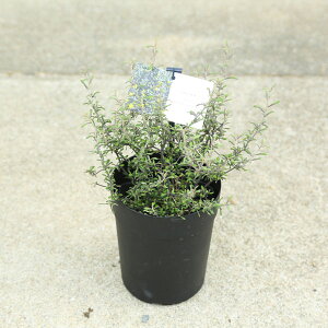 ؕcEAؕcFRLA@RglAX^[@5|bg*@Ƃ˂[