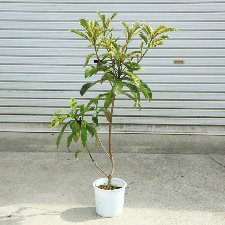 楽天市場】庭木 植木 珍品：斑入り枇杷の木*黄金覆輪葉 黄斑枇杷の木 