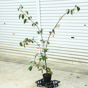 ؁EA؁FK}Y~i邪܂݁j*ӂ񂪂܂݁@F120-130cm@}g