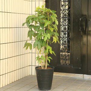 植木 盆栽 カクレミノ」の人気商品一覧 | 安い商品を通販サイトから