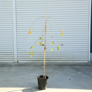 ؁EA؁F}i䂵j*F120cm@}ց@Z_CV_TN@񂾂