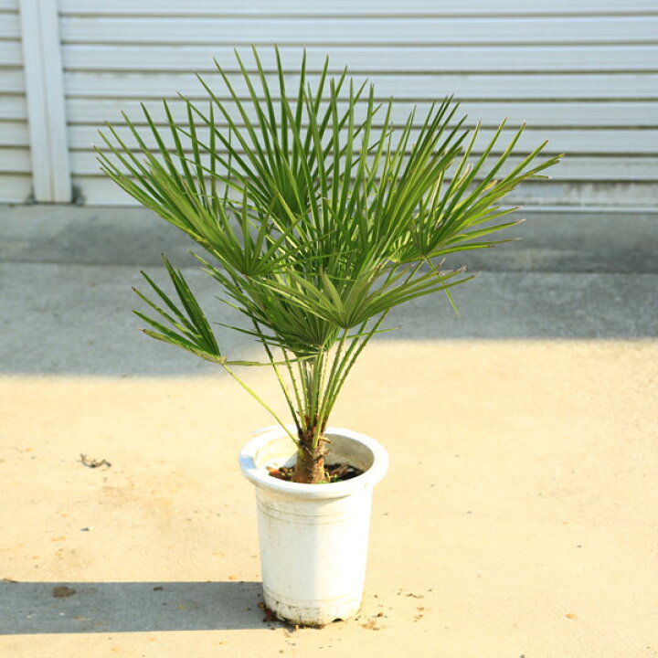 楽天市場】特撰庭木 植木 ：チャメロプス・フミリス セリフェラ ヤシの  