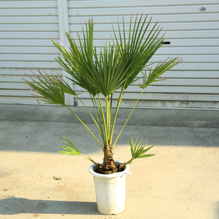 楽天市場】特撰庭木 植木 ：チャメロプス・フミリス ヤシの木* 現品 
