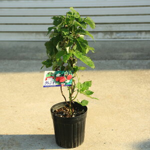 ؁EA؁EʎcFOCigQȂYx[j5劔@*Yx[@gQȂYx[