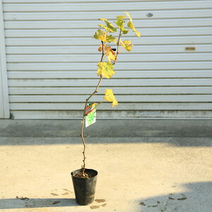 ؁EA؁EʎFԂǂ@ciVC}XJbgj*80cm@PVP