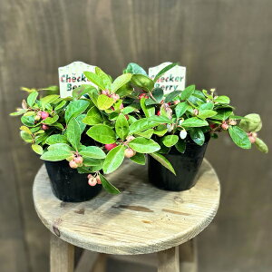 ʎ@ϗtFS[eA@`FbJ[x[*qREW@Pq@2Zbg@rbOx[