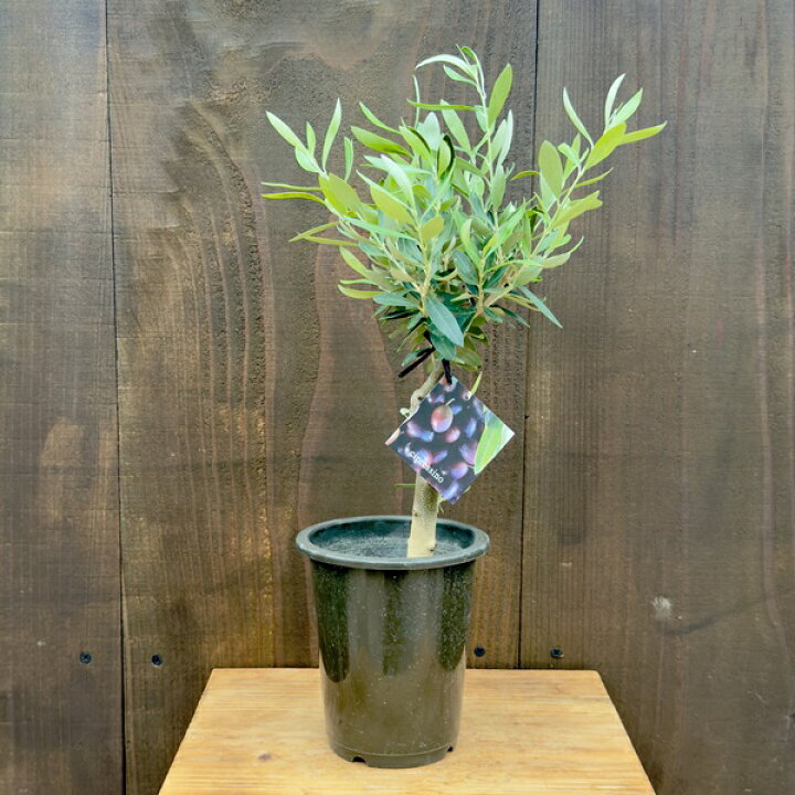 楽天市場】2月再入荷 観葉植物 SOUJU（創樹）ブランド：オリーブの木*4  