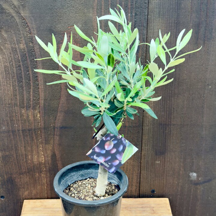 楽天市場】2月再入荷 観葉植物 SOUJU（創樹）ブランド：オリーブの木*4  
