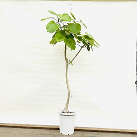 おしゃれ 観葉植物：フィカス ウンベラータ*尺プラポット 現品をお届け 大型佐川急便