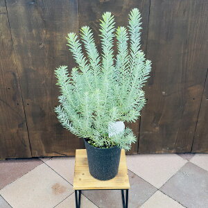 ԕc@ϗtAFAJVA@u[ubV*6