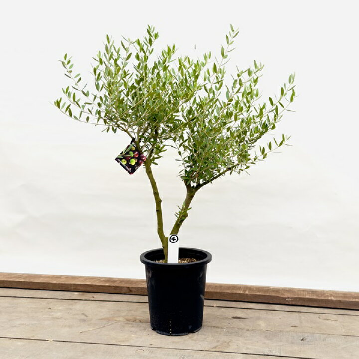 楽天市場】観葉植物：オリーブの木 ネバディロブロンコ 現品4番*8号 