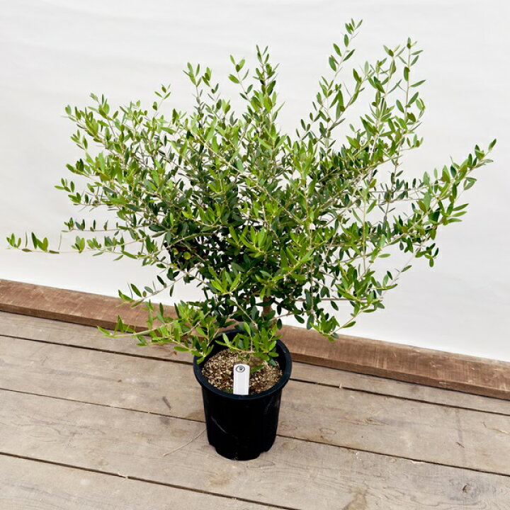楽天市場】観葉植物：オリーブの木 ネバディロブロンコ 現品8番*8号 