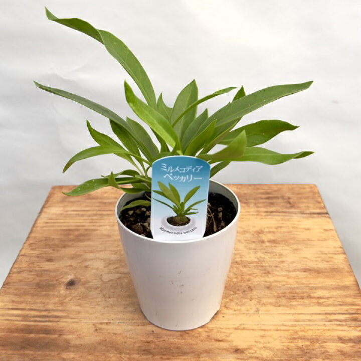 楽天市場】希少品種 アリの巣玉 塊根植物 観葉植物：選べるアリ植物 