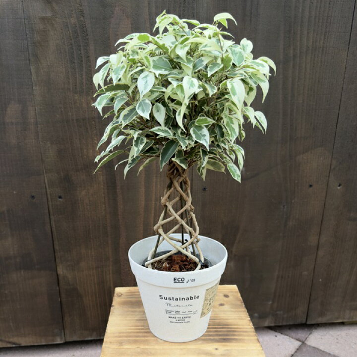 楽天市場】おしゃれ 観葉植物 選べる鉢カバー：フィカス ベンジャミン 