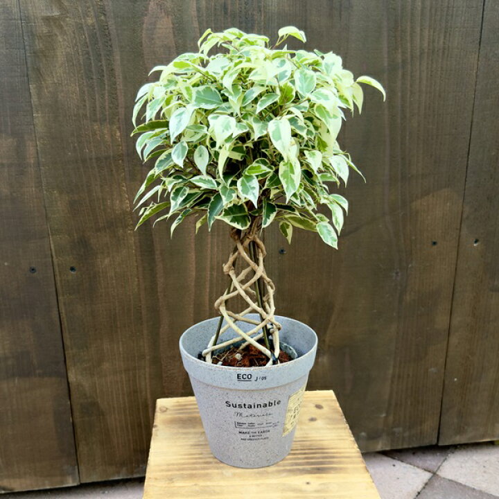 楽天市場】おしゃれ 観葉植物 選べる鉢カバー：フィカス ベンジャミン 