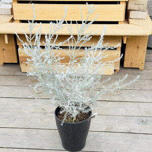 �ϗt�A�� ���� �c �K�[�f���v�����c �V���o�[���[�t�F�G�����t�B�� �j�x�A*�z���C�g�c���[ 8��