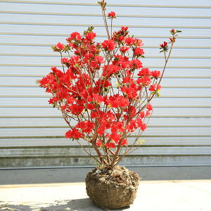 ؁EA؁FvăccWi}gj劔*@߂@ׂɁ@NccW@UP