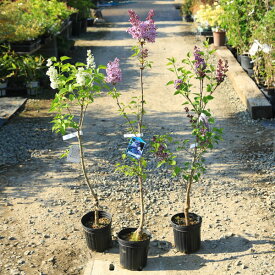 庭木　植木　花木：ライラック*花色選べます　リラの木