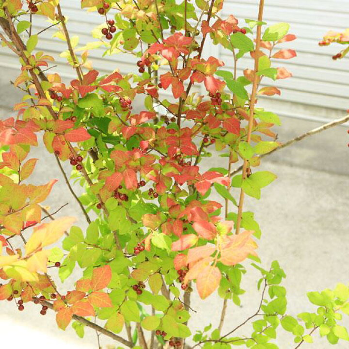 楽天市場】希少庭木・植木：ナツハゼ（なつはぜ）* 現品限り！ 樹高 