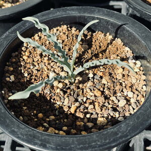 �����A���F�E���M�l�A�@�E���f�����[�^*�t��10cm