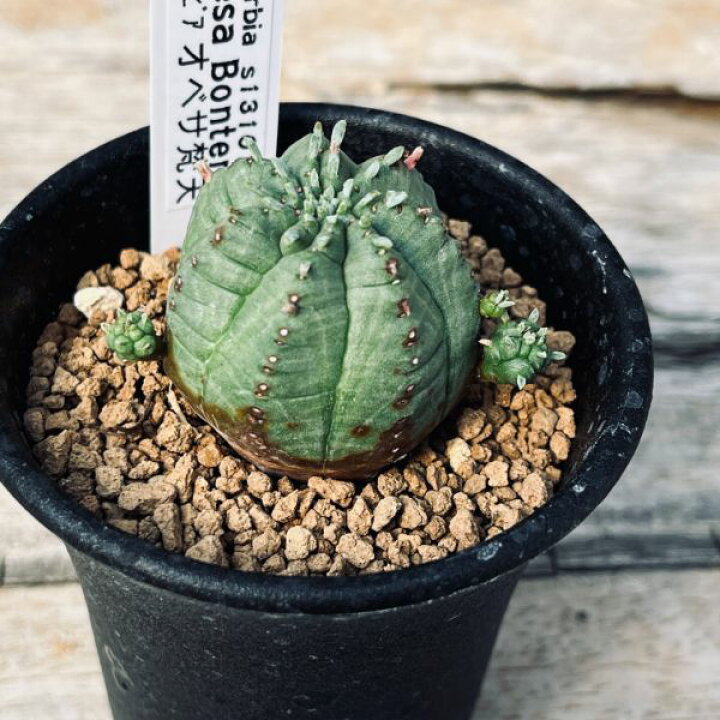 楽天市場】多肉植物：ユーフォルビア オベサ梵天*幅3.5cm : 遊恵盆栽 