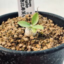 コーデックス：パキポディウム　恵比寿笑い　ミニ*塊根幅0.5cm　☆赤松実生