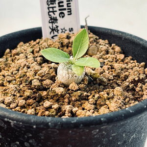 R[fbNXFpL|fBE@b΂@~j*򍪕0.5cm@ԏ