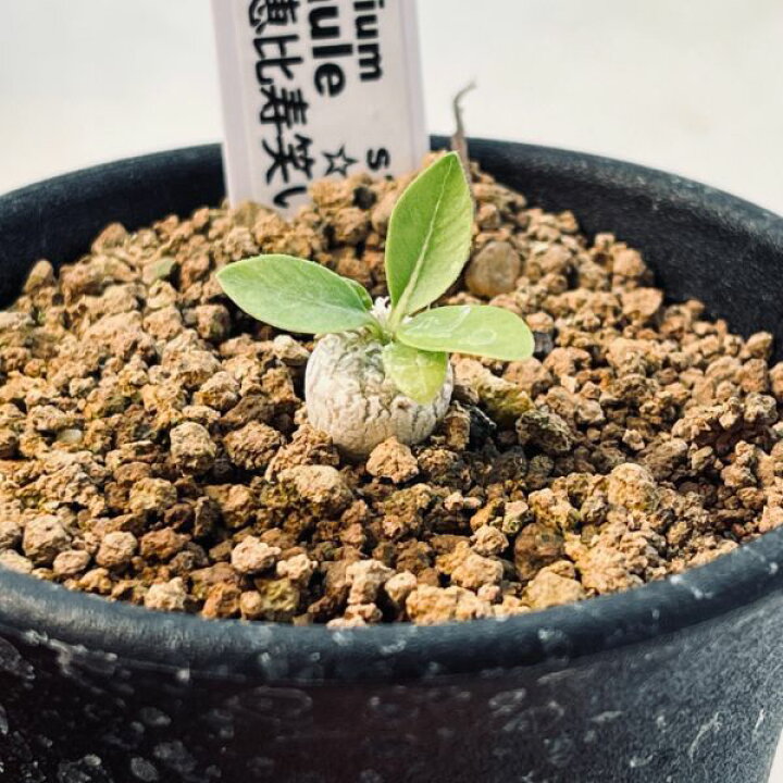 楽天市場】コーデックス：パキポディウム 恵比寿笑い ミニ*塊根幅0.5  