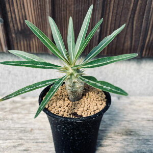 R[fbNXFpL|fBE@JN`yXhyb.*򍪕2cm@ԏ