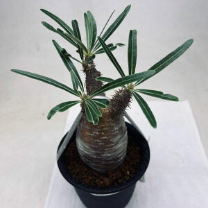 R[fbNXFpL|fBE@OLX@*򍪕5cm@iIi