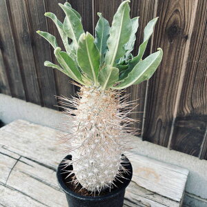 R[fbNXFpL|fBE@@*򍪕12cm@iIi