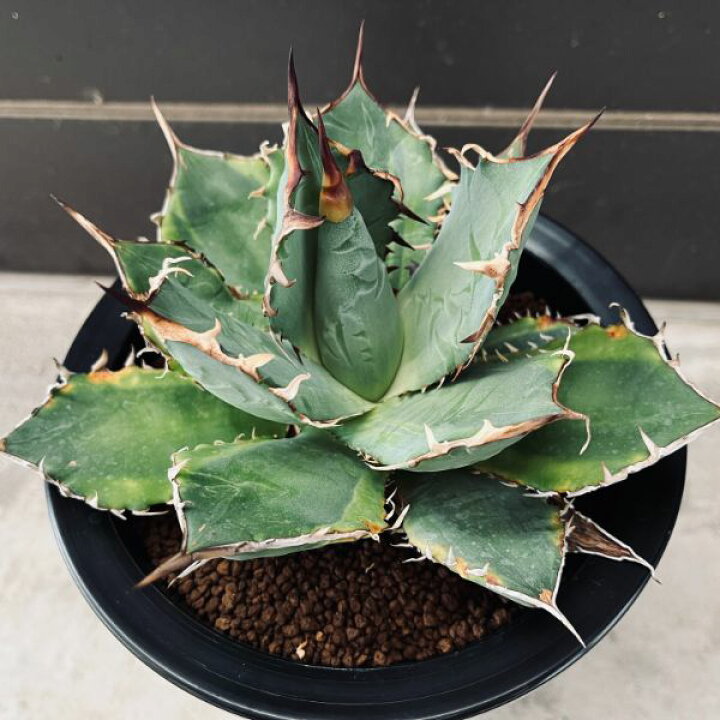 楽天市場】多肉植物：アガベ チタノタ錦 覆輪*幅19cm 現品！一品限り 