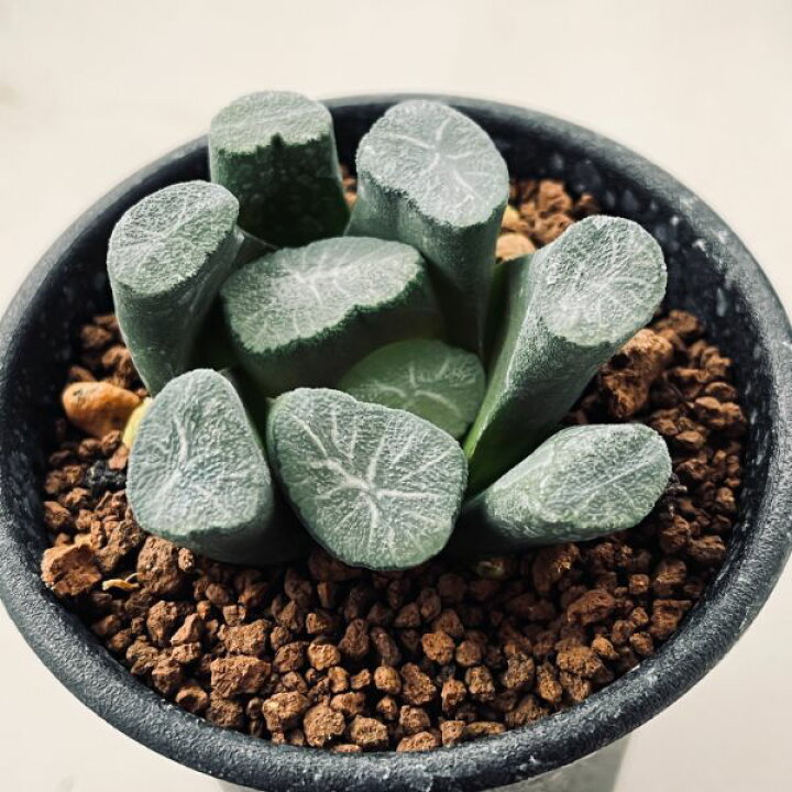 楽天市場】多肉植物：ハオルチア 万象 R（ラベル落ち）*幅5cm : 遊恵  