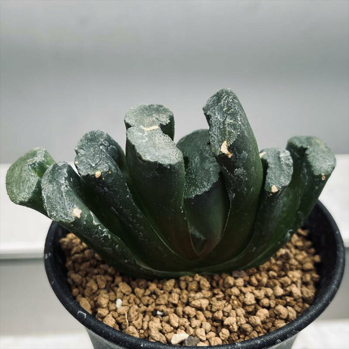 楽天市場】多肉植物：ハオルチア 玉扇*幅9cm ※傷あり : 遊恵盆栽 