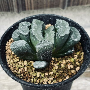 AFnI`A@ʐ@N1*6.5cm@iIi