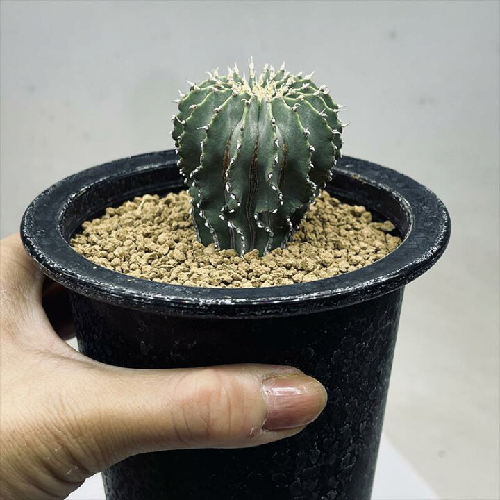 楽天市場】サボテン：ゲオヒントニア メキシカーナ 実生*幅4.5cm 