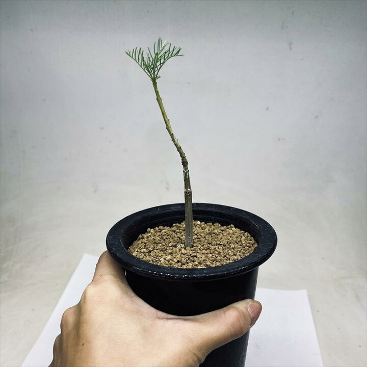 楽天市場】コーデックス：コミフォラ クラウセリアナ 実生*葉幅3cm 