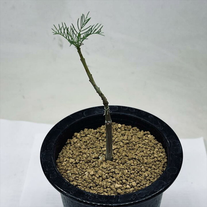 楽天市場】コーデックス：コミフォラ クラウセリアナ 実生*葉幅3cm 