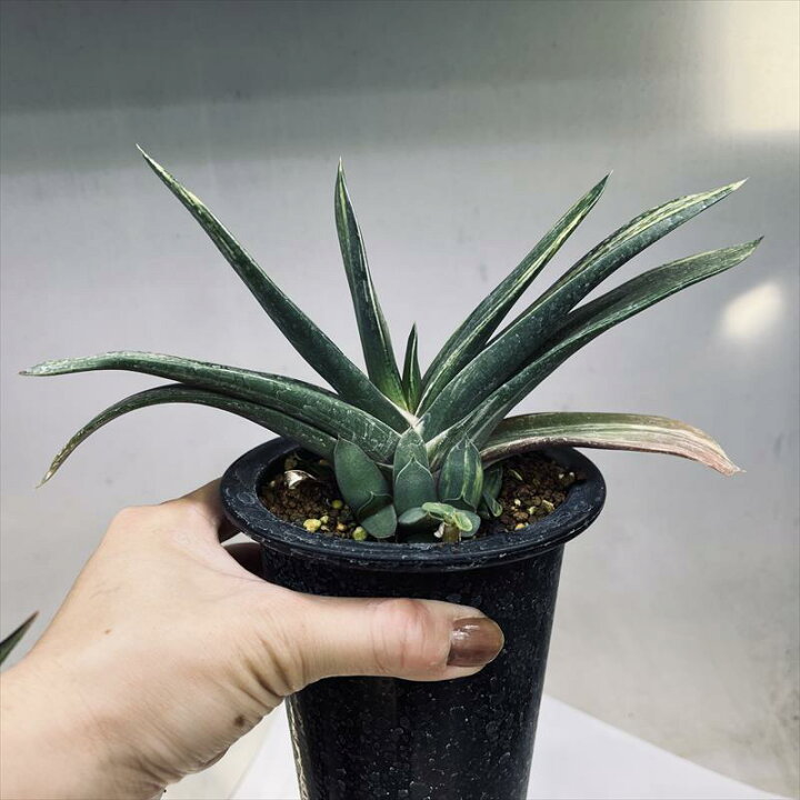 楽天市場】多肉植物：ガステリア ピランシー錦*幅21cm 現品 