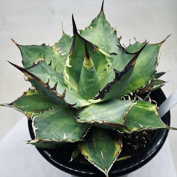 楽天市場】多肉植物：アガベ チタノタ錦 覆輪*幅17cm 現品！一品限り  