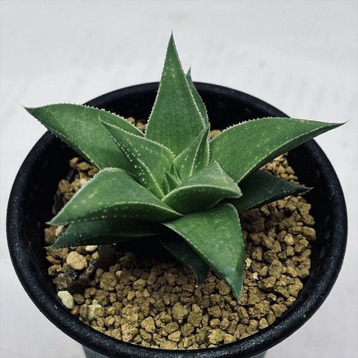 楽天市場】多肉植物：ハオルチア 白羊宮*幅6cm : 遊恵盆栽 楽天市場店