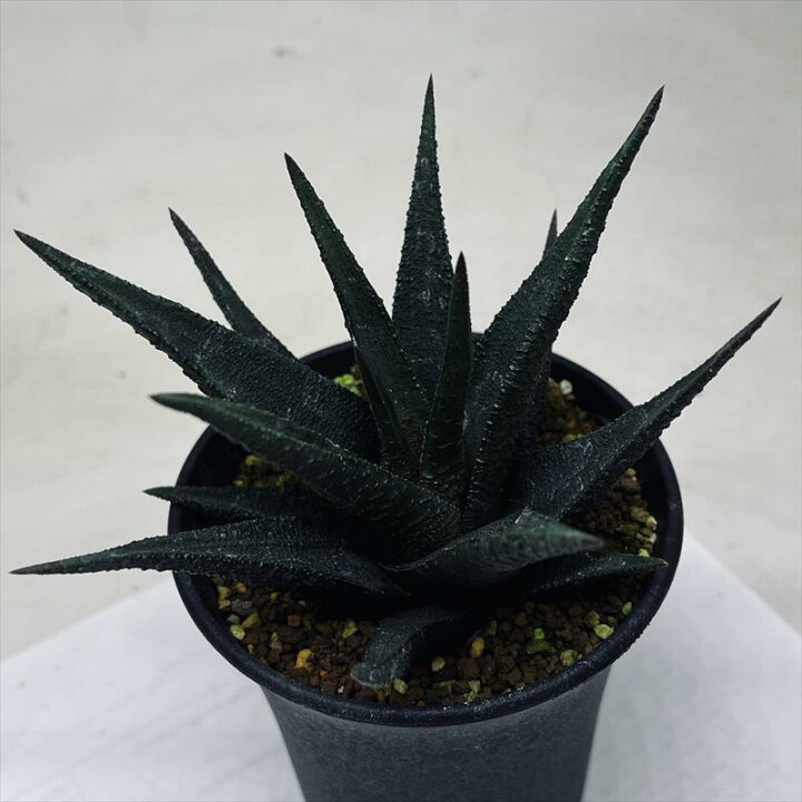 楽天市場】多肉植物：ハオルチア I氏 スカブラ アガボイデス*幅11cm