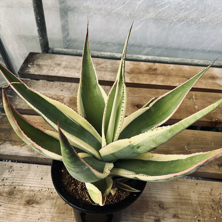 楽天市場】多肉植物：アガベ グイエンゴラ錦 覆輪*幅47cm 現品！一品 