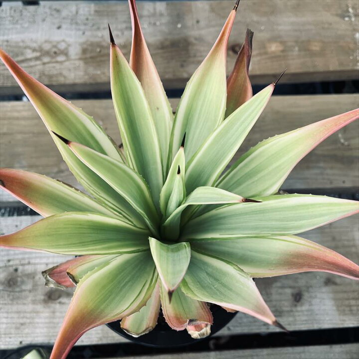 楽天市場】多肉植物：アガベ メリデンシス ジョーホーク*幅22cm 現品 