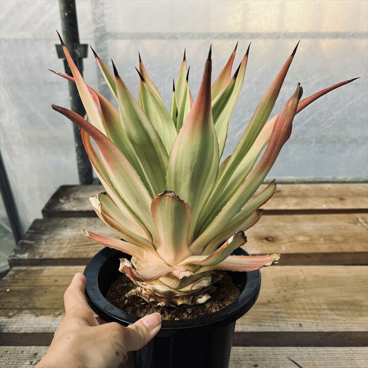 楽天市場】多肉植物：アガベ メリデンシス ジョーホーク*幅22cm 現品 