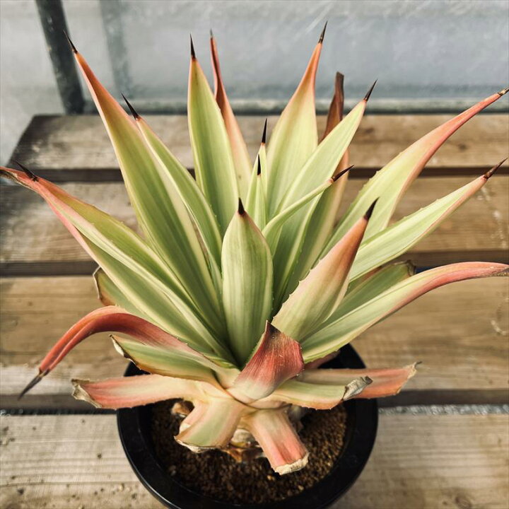 楽天市場】多肉植物：アガベ メリデンシス ジョーホーク*幅22cm 現品 
